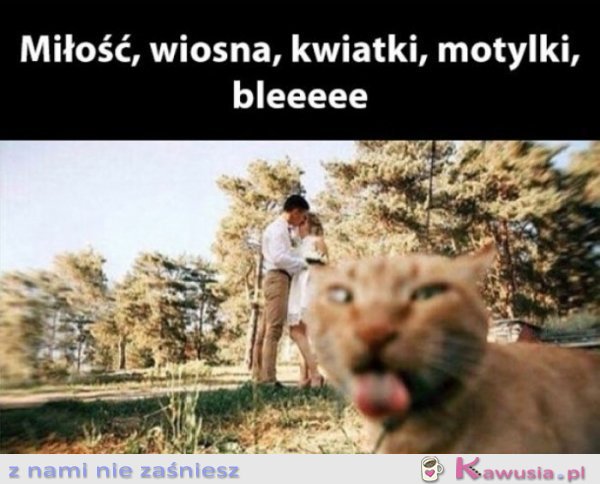 Motylki, wiosna, miłość bleee