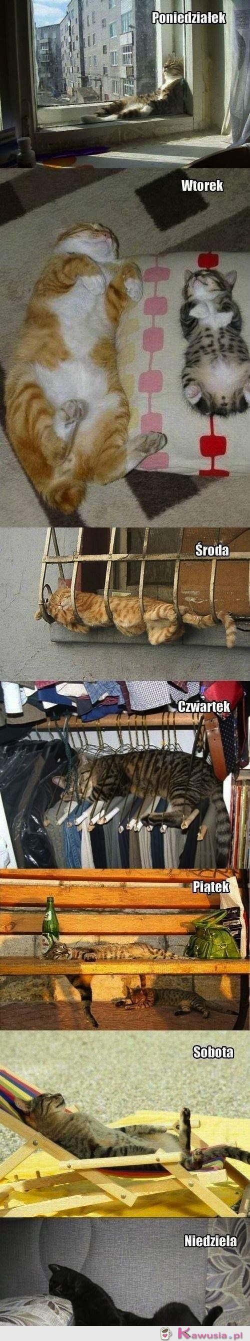 Koci tydzień