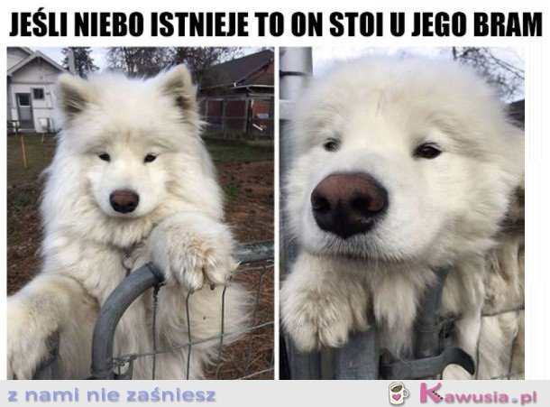 JAKI ANIOŁEK