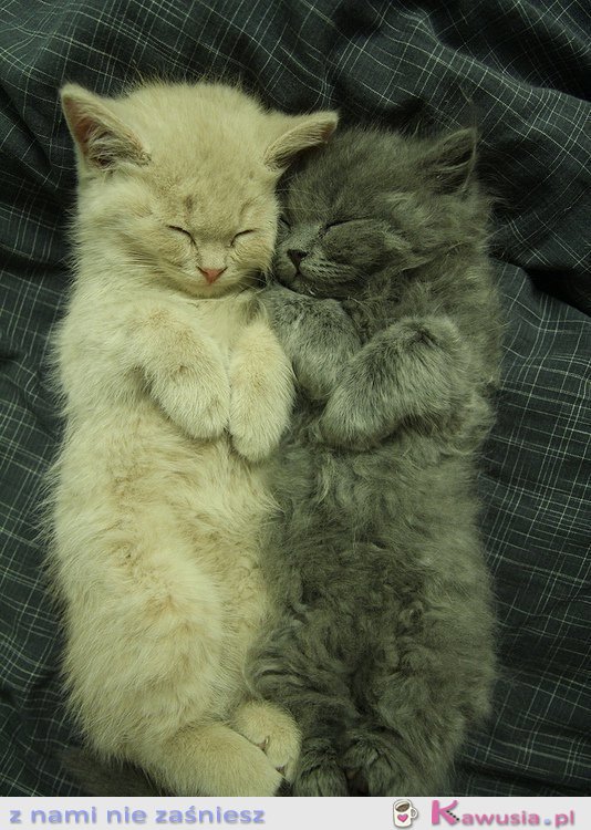 Słodkie kociaki