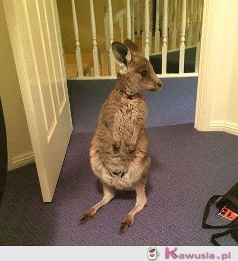 Słodki kangurek