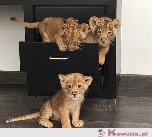 Małe lwiątka