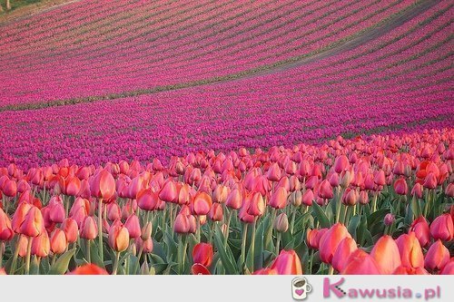 Piękne pole tulipanów