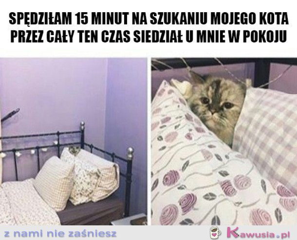 KOTEK MI SIĘ SCHOWAŁ