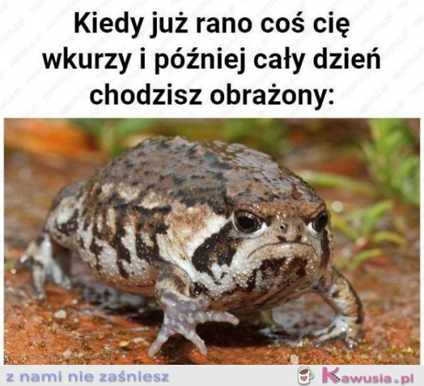 Kiedy już rano coś cię wkurzy