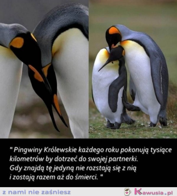 Pingwiny królewskie