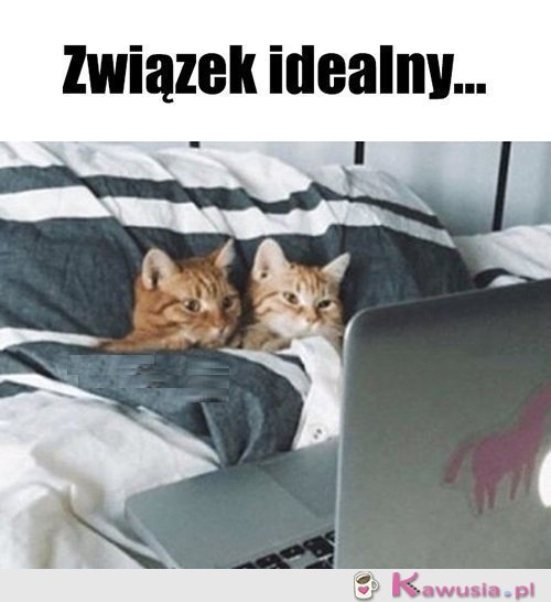 Czego chcieć więcej...