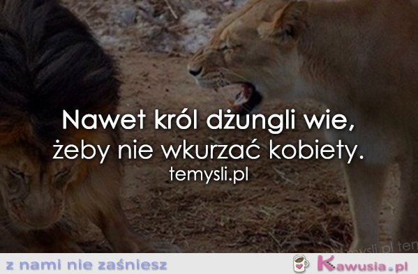 Nawet król dżungli wie...