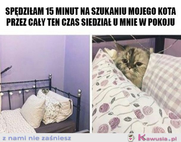 KOTEK MI SIĘ SCHOWAŁ