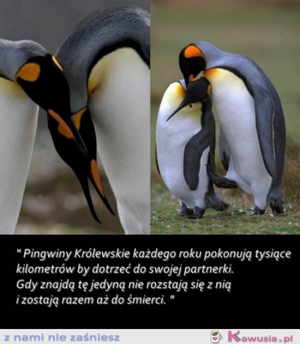 Pingwiny królewskie