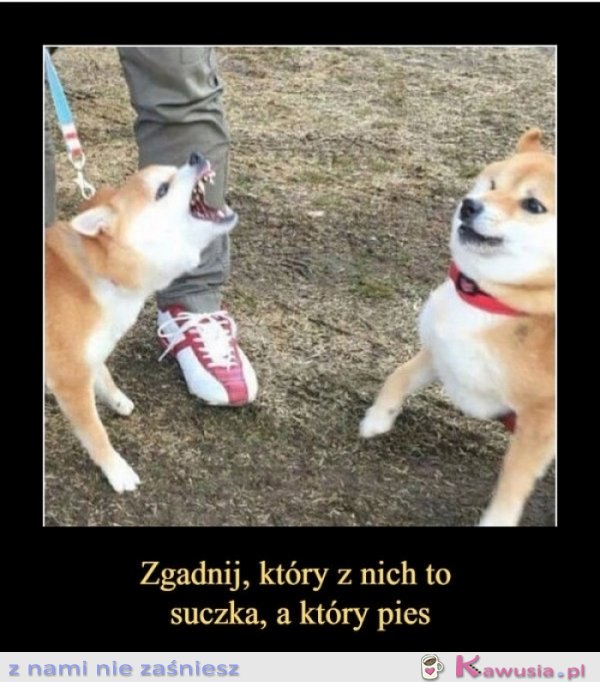 Zagadka