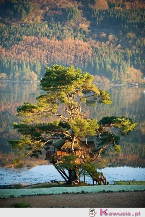 Idealny domek na drzewie