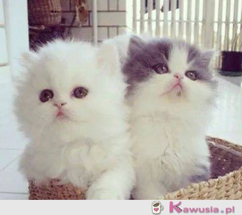 Słodkie kociaki