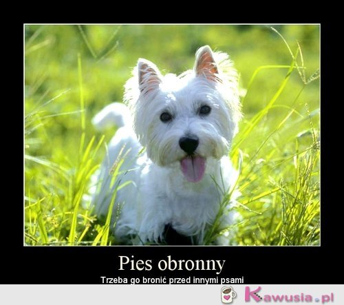 Pies obronny