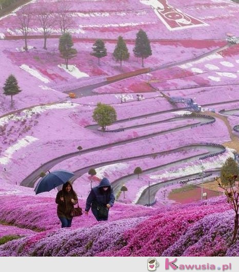 Cudowny widok Hillside, Hokkaido Japonia
