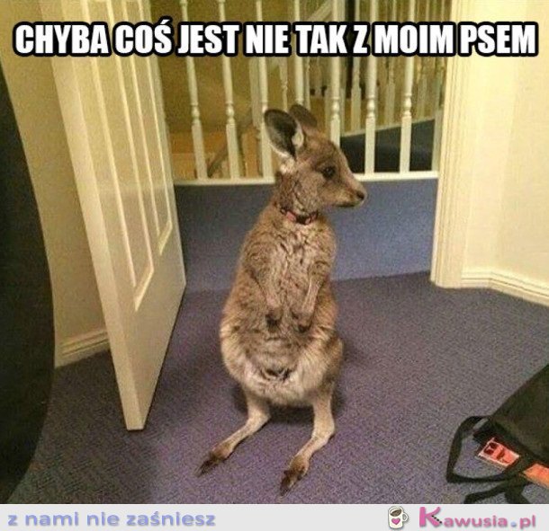 COŚ JEST NIE TAK Z MOIM PSEM