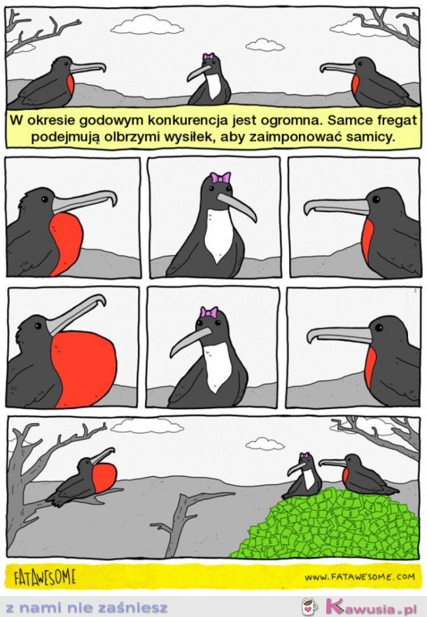 JAK ZAIMPONOWAĆ SAMICY