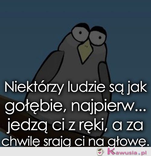 Ludzie są jak gołębie...