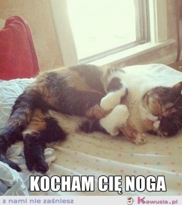 KOCHAM CIĘ NOGO