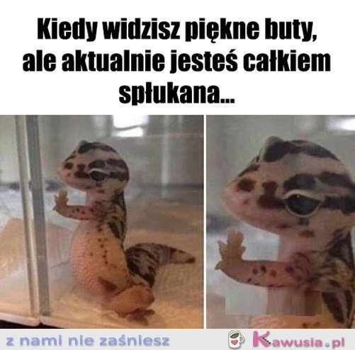 Już was nigdy nie zobaczę...