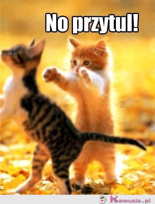Przyyytul...