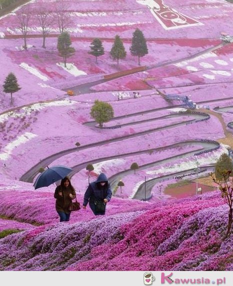 Cudowny widok Hillside, Hokkaido Japonia