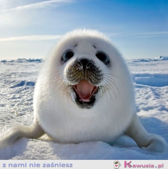 Foczka