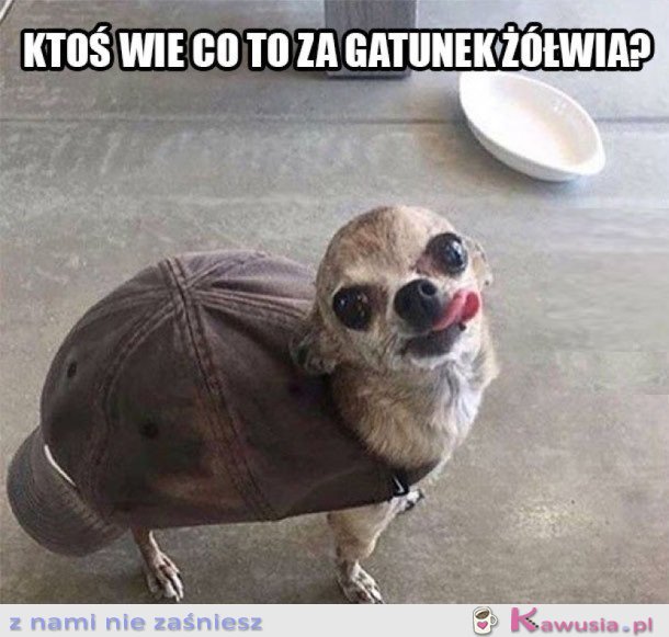 DZIWNY ŻÓŁW