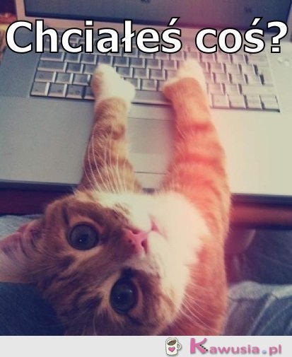 Chciałeś coś?