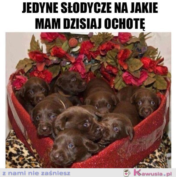 NAJCUDOWNIEJSZE SŁODYCZE