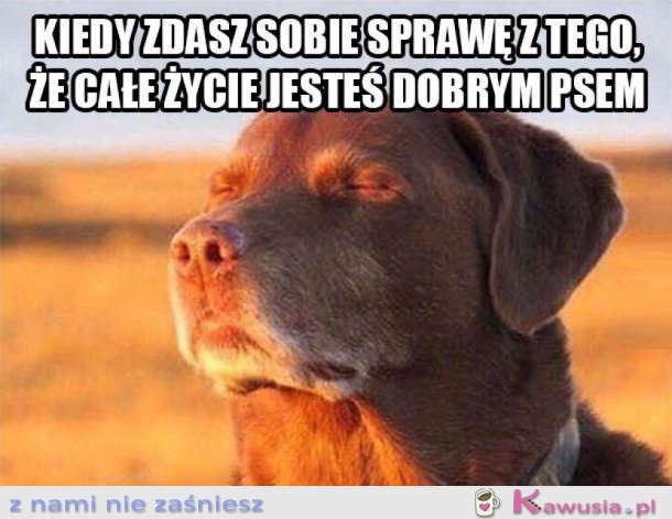 CAŁE ŻYCIE BYŁEM DOBRYM PSEM