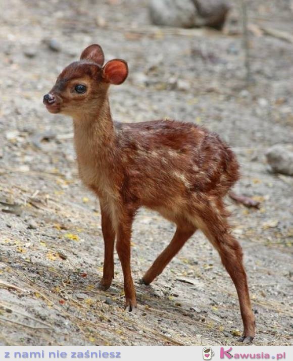 Bambi istnieje!