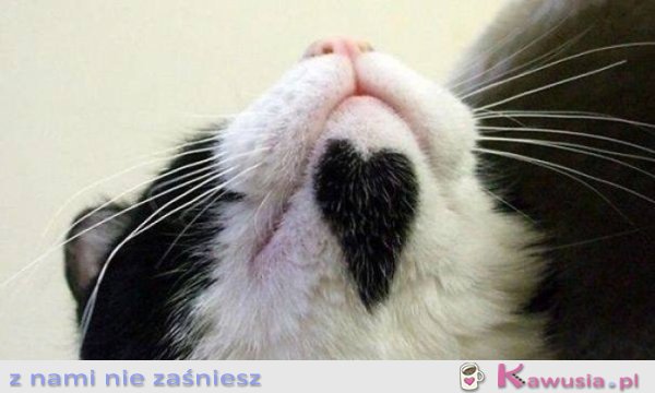 Jak tu go nie kochać?