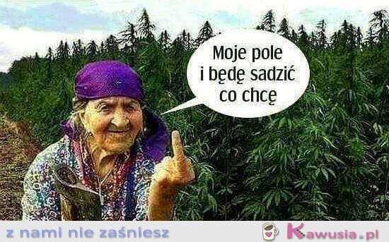 Moje pole