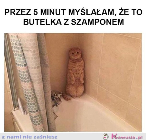 Kot mi się schował