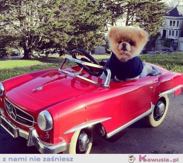 Piesek Boo