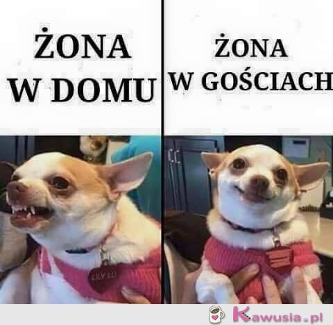 Żona w domu i w gościach