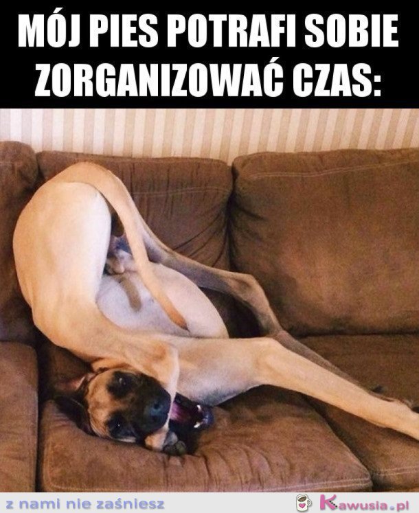 MÓJ PIES NIGDY SIĘ NIE NUDZI