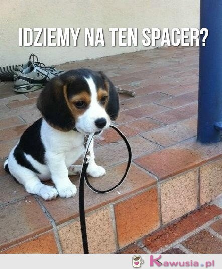 Idziemy na ten spacer?