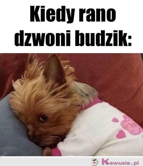 To nie mój, ja nie wstaje...