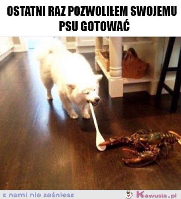 MÓJ PIES NIE POTRAFI GOTOWAĆ