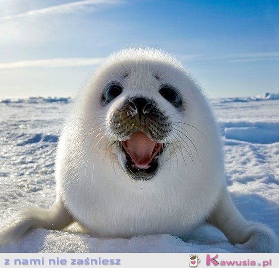 Foczka