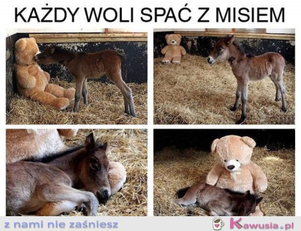 MISIO ZAWSZE SPOKO