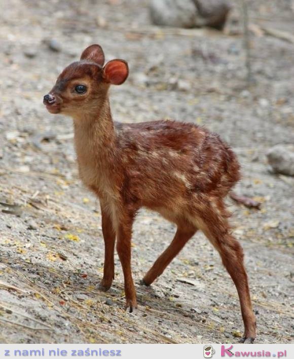 Bambi istnieje!