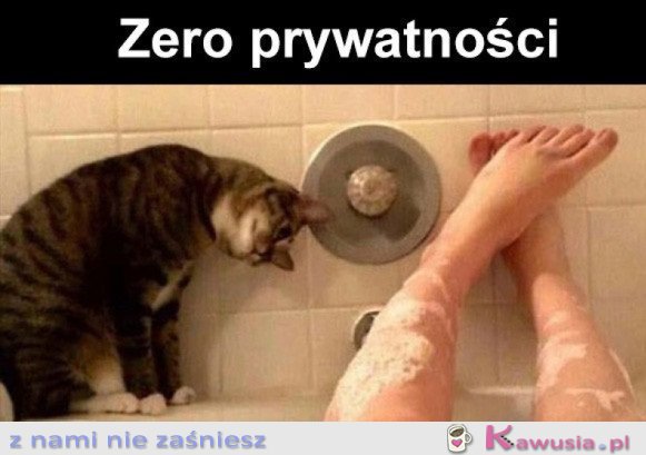 Ciekawość ma po pani