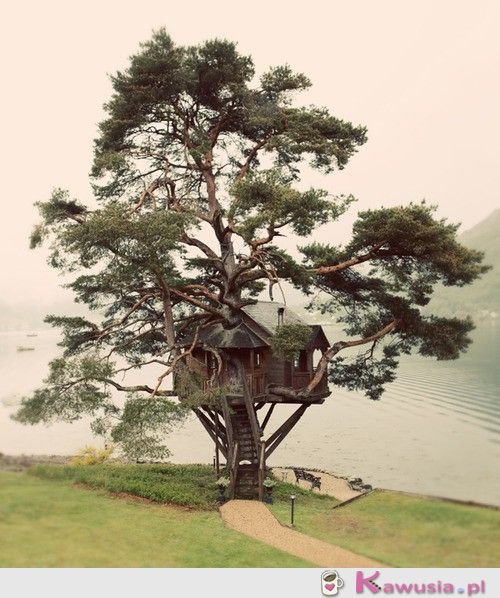 Domek na drzewie