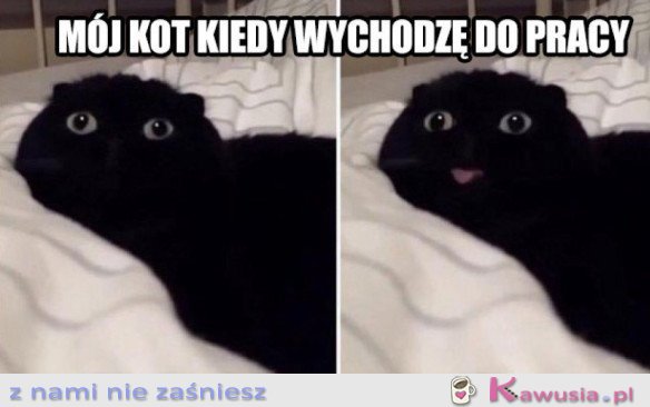 MÓJ KOT KIEDY WYCHODZĘ DO PRACY