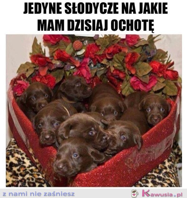 NAJCUDOWNIEJSZE SŁODYCZE