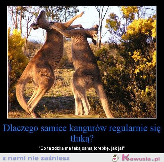 Dlaczego samice kangurów regularnie