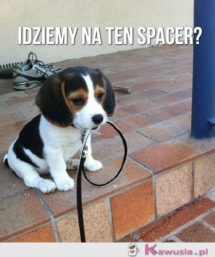 Idziemy na ten spacer?